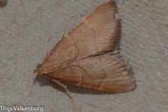 Hypsopygia incarnatalis