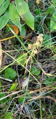 Pyrola asarifolia