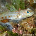 Gobius xoriguer - Photo (c) fishwatchforum, algunos derechos reservados (CC BY-NC)