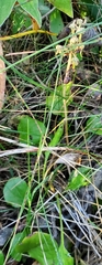 Pyrola asarifolia