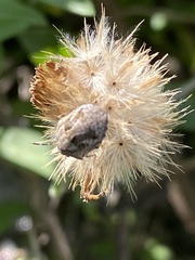 Sphyrocoris obliquus