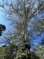 Gleditsia aquatica