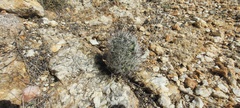 Mammillaria tetrancistra