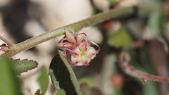 Ayenia compacta