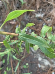 Solidago odora