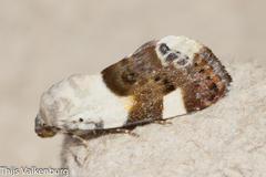 Acontia lucida