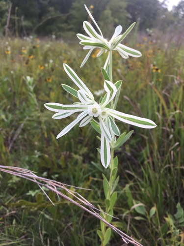 snow-on-the-prairie (Euphorbia bicolor)