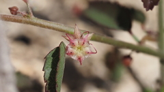 Ayenia compacta