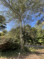 Gleditsia aquatica
