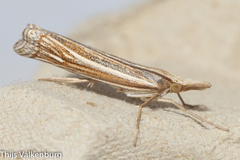 Ancylolomia