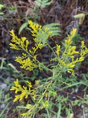Solidago odora