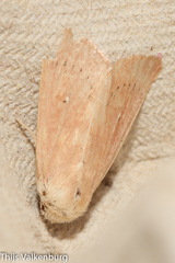 Mythimna sicula