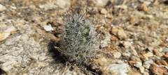 Mammillaria tetrancistra