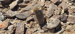 Mammillaria dioica dioica