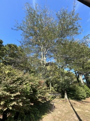 Gleditsia aquatica