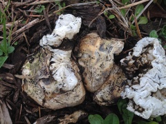 Ileodictyon cibarium