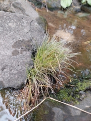 Isolepis cernua