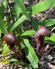 Dracontioides desciscens