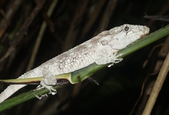 Anolis barbatus