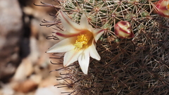 Mammillaria dioica dioica