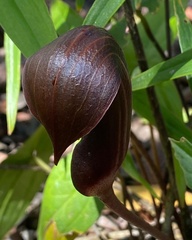 Dracontioides desciscens