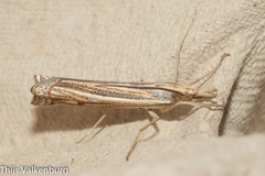 Ancylolomia