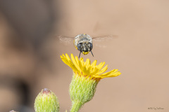 Anthophora urbana