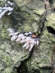 Stemonitopsis typhina