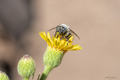 Anthophora urbana