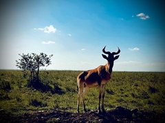 Alcelaphus buselaphus cokii