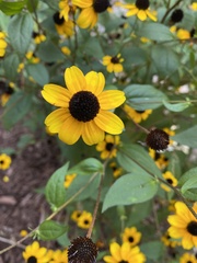 Rudbeckia triloba