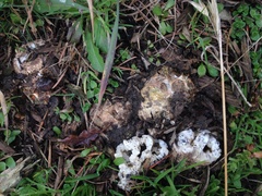 Ileodictyon cibarium