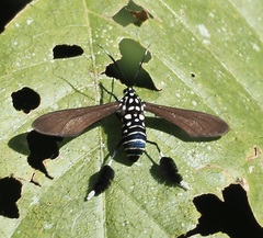 Horama plumipes