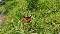 Danaus gilippus thersippus