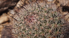 Mammillaria dioica dioica