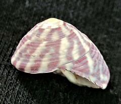 Steromphala umbilicalis