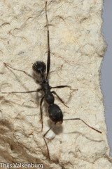 Aphaenogaster senilis
