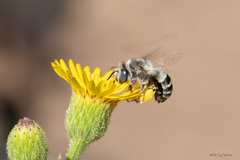 Anthophora urbana