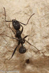 Aphaenogaster senilis