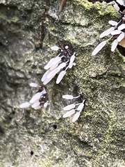 Stemonitopsis typhina