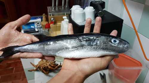 Ocean Puffer