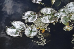 Nymphaea odorata
