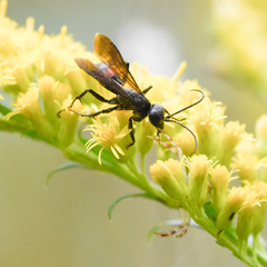 Poecilopompilus algidus