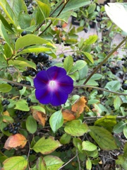 Ipomoea purpurea