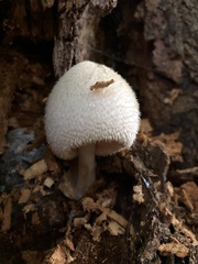 Volvariella bombycina