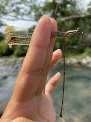 Mecistogaster ornata