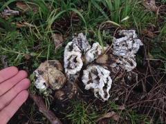 Ileodictyon cibarium