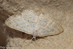 Idaea elongaria