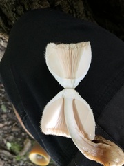 Volvariella bombycina