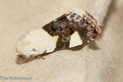 Acontia lucida